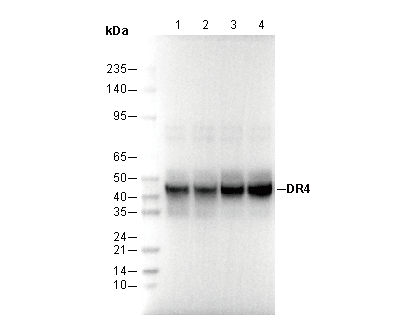 DR4 Antibody