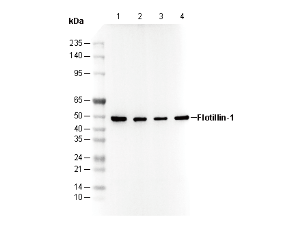 Flotillin-1 Antibody
