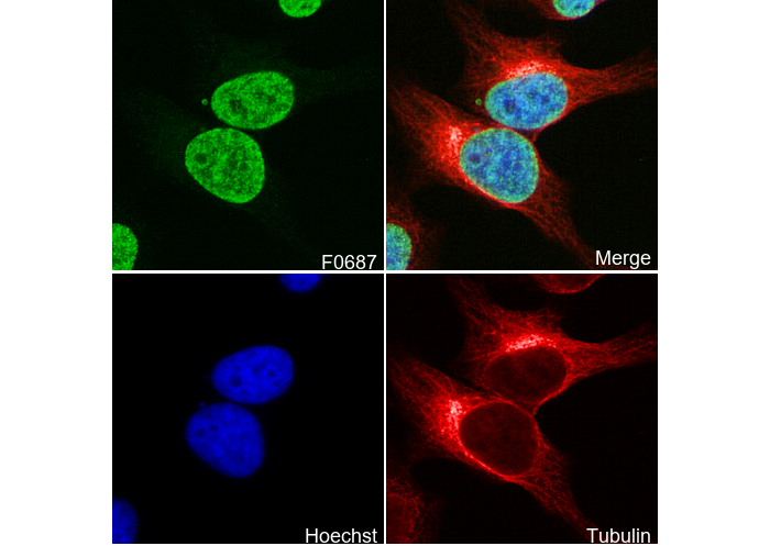 Histone H2A Antibody