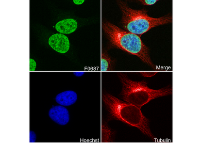 Histone H2A Antibody