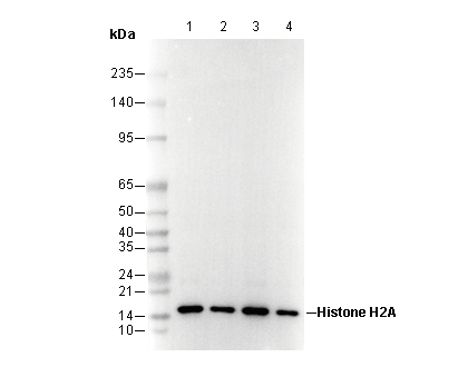Histone H2A Antibody