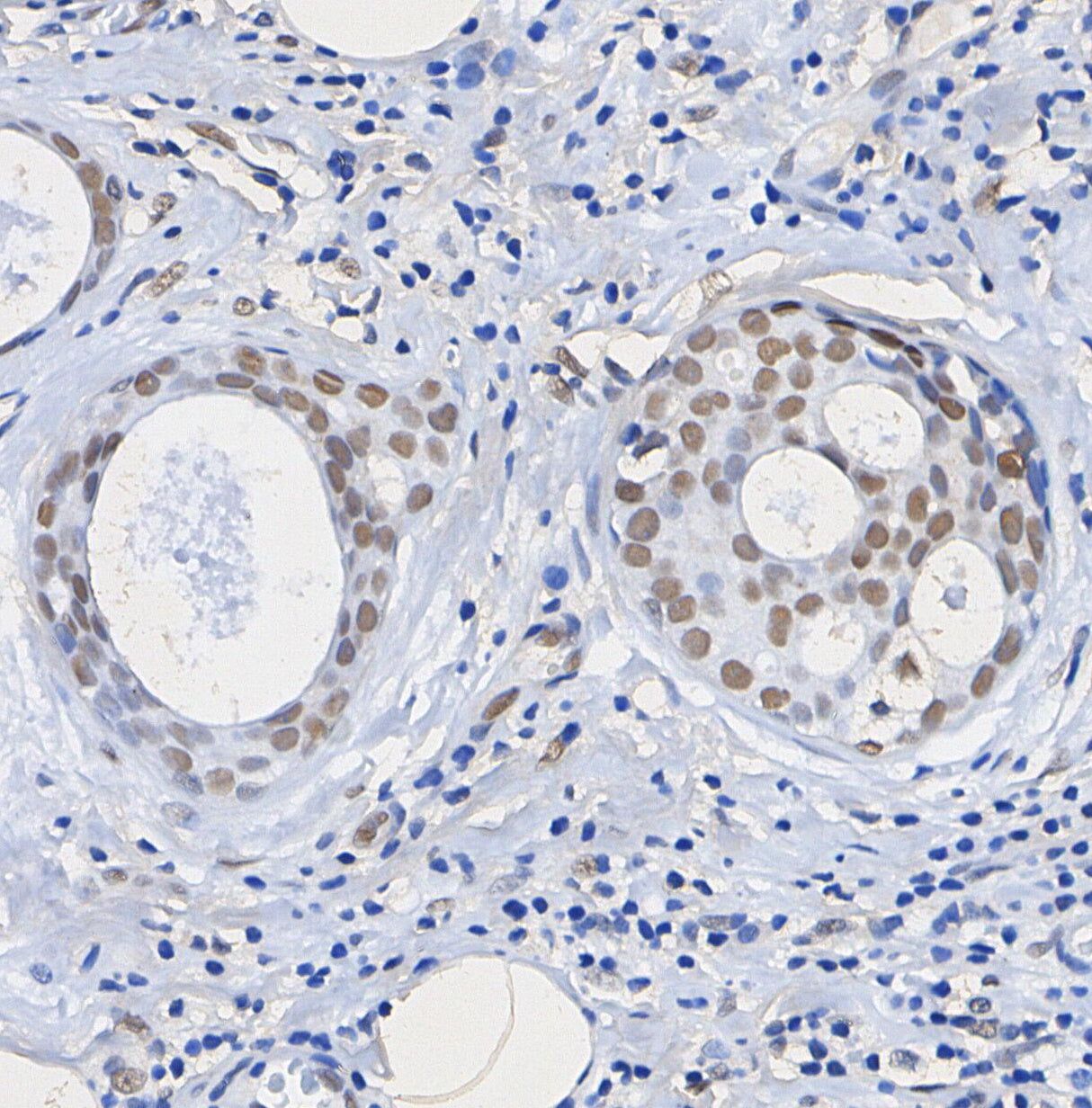 Histone H4 Antibody