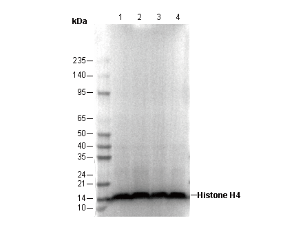 Histone H4 Antibody