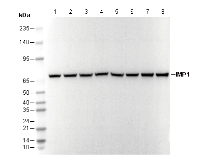 IMP1 Antibody