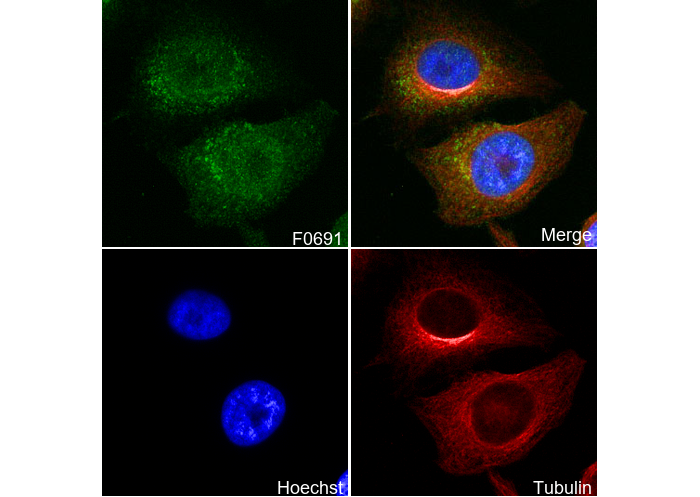 LAMTOR1/C11orf59 Antibody
