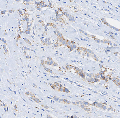 LAMTOR1/C11orf59 Antibody