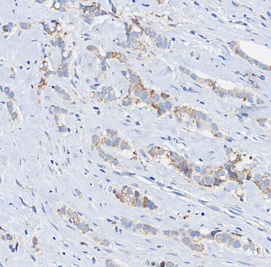 LAMTOR1/C11orf59 Antibody