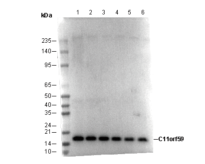 LAMTOR1/C11orf59 Antibody