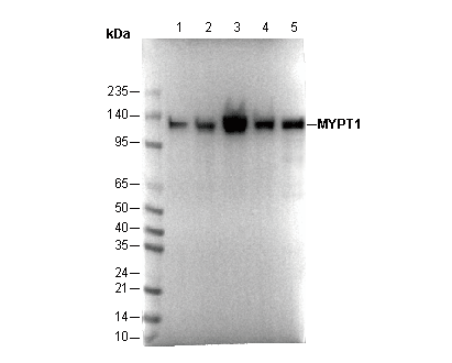 MYPT1 Antibody