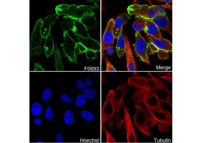 Merlin Antibody