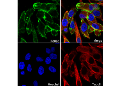 Merlin Antibody