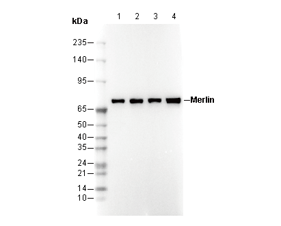 Merlin Antibody