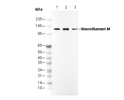 Neurofilament-M Antibody