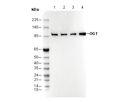 OGT Antibody