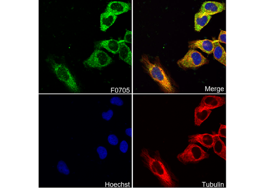 Phospho-PLCγ1 (Ser1248) Antibody
