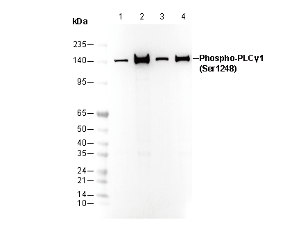 Phospho-PLCγ1 (Ser1248) Antibody
