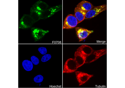 RCAS1 Antibody