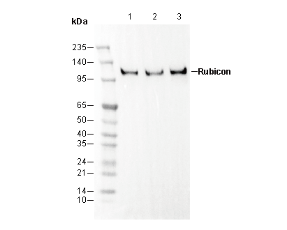Rubicon Antibody
