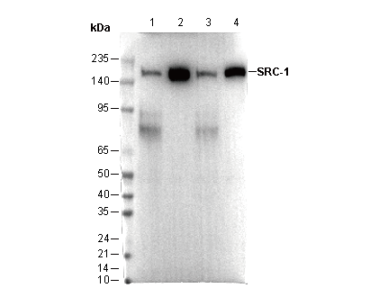 SRC-1 Antibody