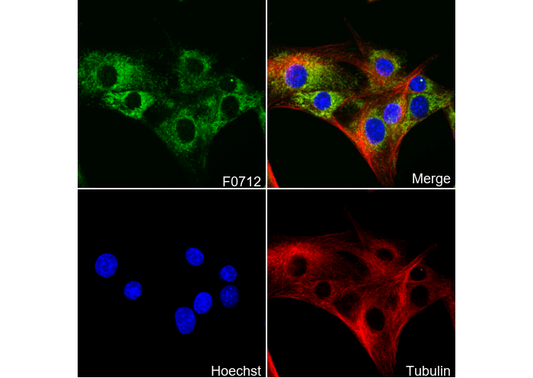 StAR Antibody