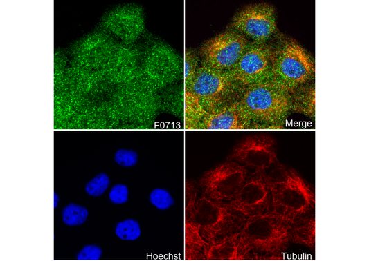 Stat2 Antibody