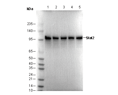 Stat2 Antibody