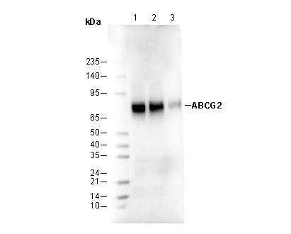 ABCG2 Antibody