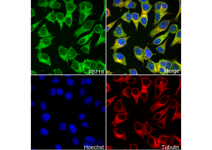 Atg13 Antibody