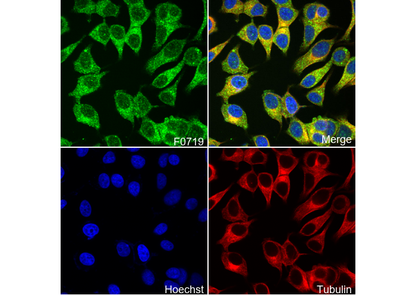 Atg13 Antibody