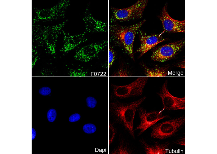 Catalase Antibody