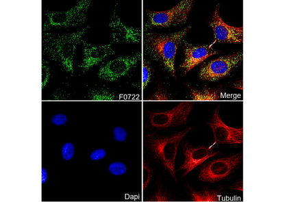 Catalase Antibody