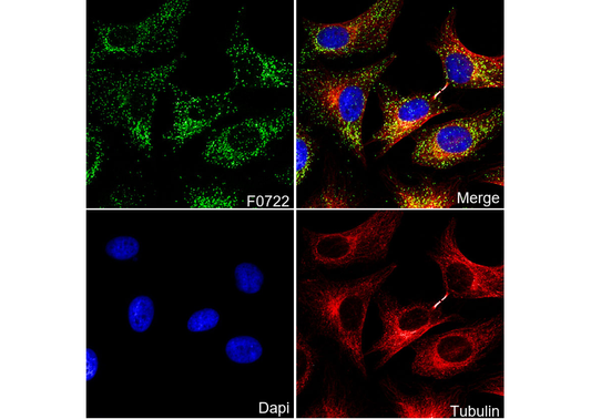 Catalase Antibody