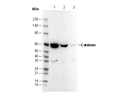 Catalase Antibody