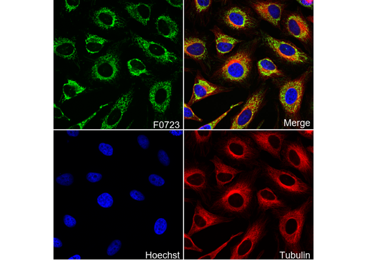 Citrate Synthase Antibody