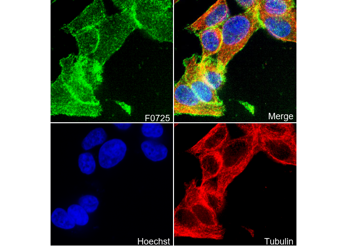DDR1 Antibody