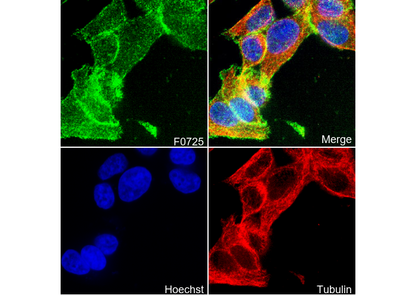 DDR1 Antibody