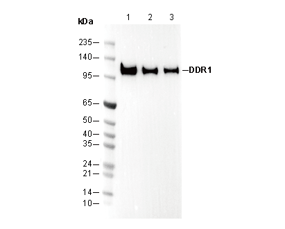 DDR1 Antibody