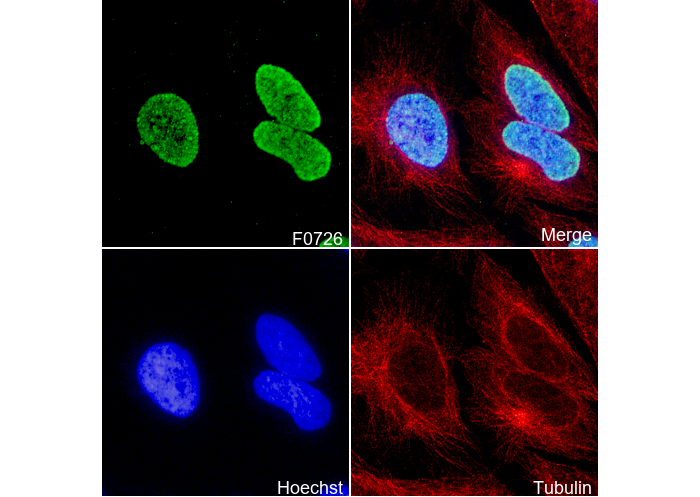 Histone H3 (di/tri methyl Lys9) Antibody