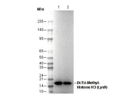 Histone H3 (di/tri methyl Lys9) Antibody