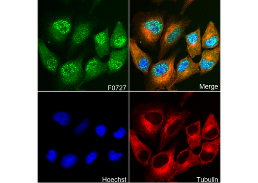 Evi-1 Antibody