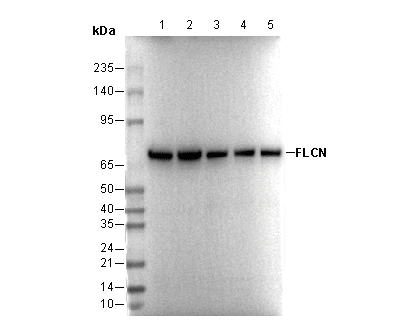 FLCN Antibody