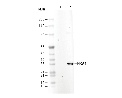 FRA1 Antibody