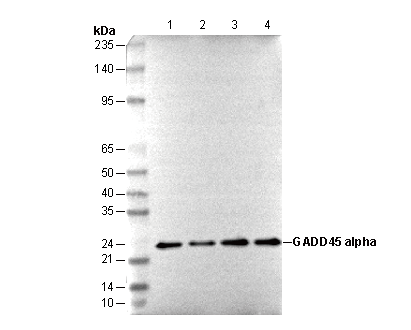 GADD45α Antibody