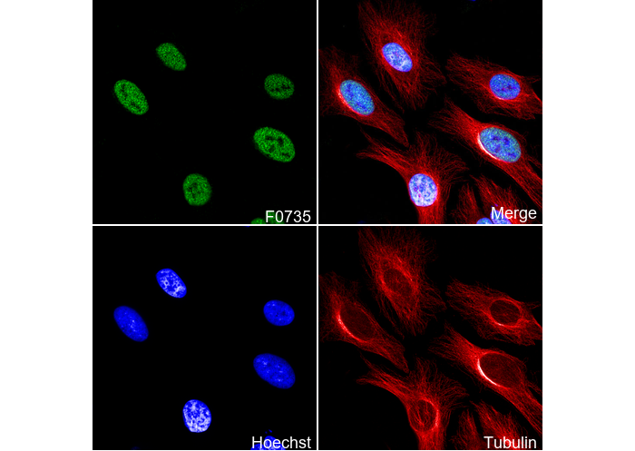 HDAC1 Antibody