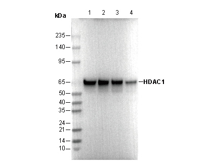 HDAC1 Antibody