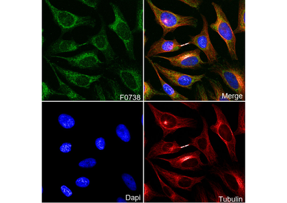 Mitofusin-1 Antibody