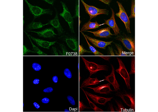 Mitofusin-1 Antibody