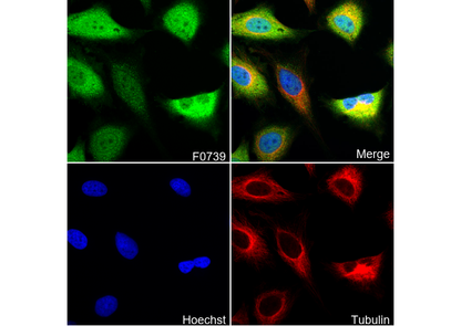 NDRG1 Antibody