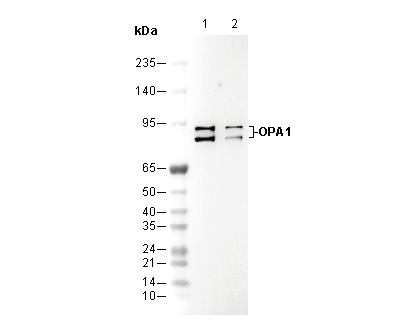 OPA1 Antibody
