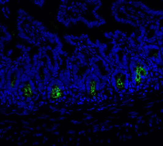 Olfm4 Antibody
